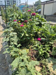 St.Paul garden